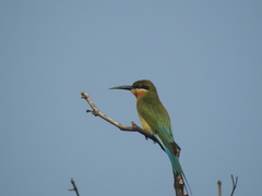 Merops philippinus