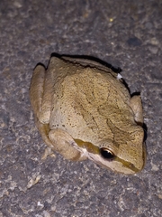 Pseudacris sierra