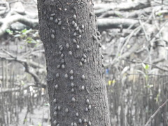 Cassidula aurisfelis