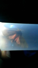 Phragmatobia assimilans