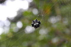 Thelacantha brevispina