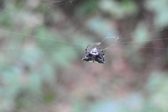 Thelacantha brevispina