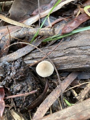 Mycena subgalericulata