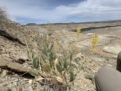 Stanleya pinnata integrifolia