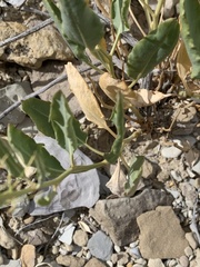 Stanleya pinnata integrifolia