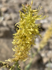 Stanleya pinnata integrifolia