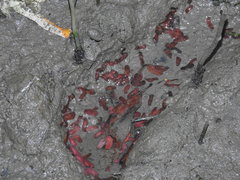 Limnostylochus