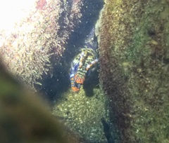 Enchelycore pardalis
