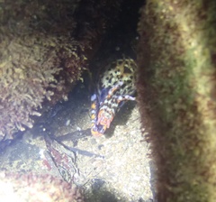 Enchelycore pardalis