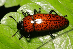 Pselaphacus nigropunctatus