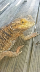 Pogona