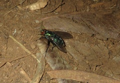 Dyscritomyia