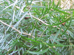 Asparagus falcatus