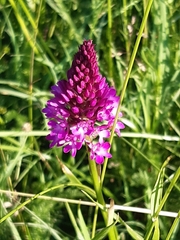 Anacamptis pyramidalis