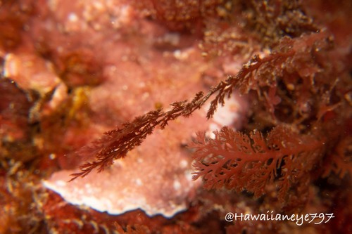 Plocamium sandvicense observed 2022-06-03