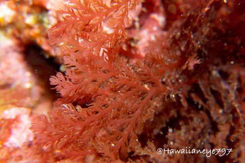 Plocamium sandvicense observed 2022-06-03