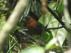 Cyphorhinus thoracicus