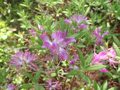 Rhododendron canadense