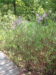 Rhododendron canadense