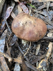 Leucopaxillus eucalyptorum