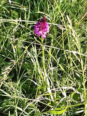 Anacamptis pyramidalis