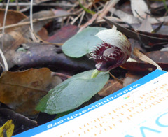 Corybas pruinosus