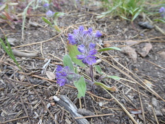 Phacelia humilis