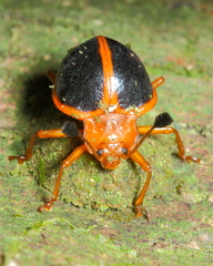 Corynomalus marginatus