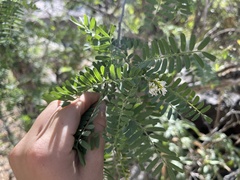 Eysenhardtia orthocarpa