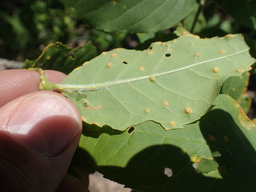 Ash Bead Gall Mite