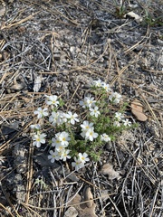 Leptosiphon melingii