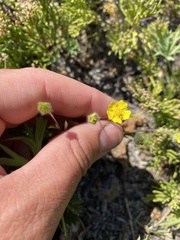 Potentilla arenosa
