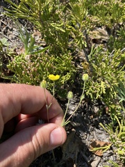 Potentilla arenosa
