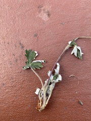 Potentilla arenosa