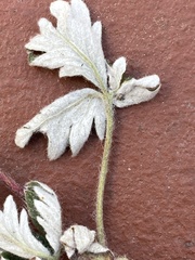 Potentilla arenosa
