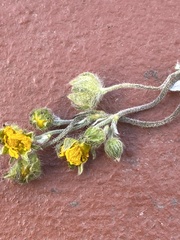 Potentilla arenosa