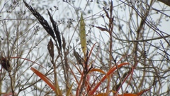 Tillandsia roland-gosselinii