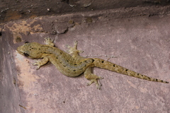 Chiang Mai Dwarf Gecko photo 2
