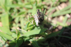 Diceroprocta vitripennis