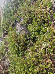 Muehlenbeckia volcanica