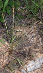 Sisyrinchium elizabethiae