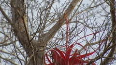 Tillandsia roland-gosselinii
