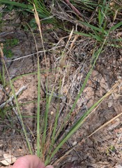 Sisyrinchium elizabethiae