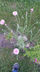 Centaurea cyanus