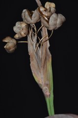 Sisyrinchium elizabethiae