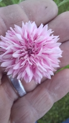 Centaurea cyanus