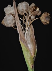 Sisyrinchium elizabethiae