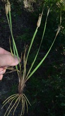 Sisyrinchium elizabethiae