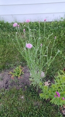 Centaurea cyanus