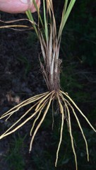 Sisyrinchium elizabethiae